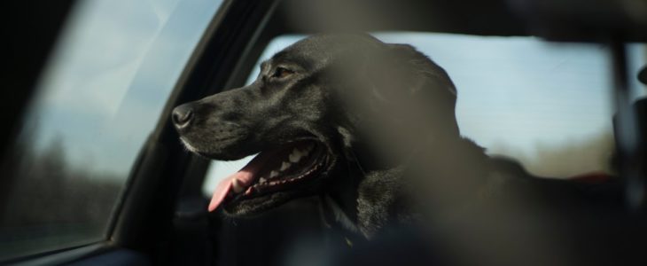Välj bra och solid hundbur som erbjuder trygg plats när det är dags att åka bil med vovven